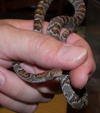 Sonoran Lyre Snake