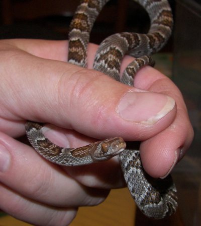 Sonoran Lyre Snake