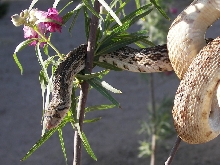 Sam: in a desert willow