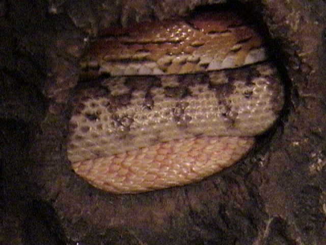 Two Bulls and a Corn, sharing a hide