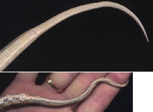 Snake Tails