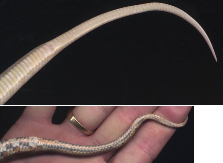 Snake Tails