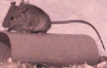 Wild Mouse