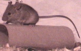 Wild Mouse