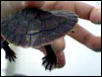 shell diffenciey