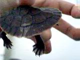shell diffenciey