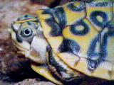 what turtle morph is this???