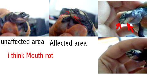 mouth rot