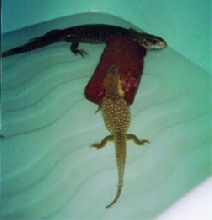 2 swimming babys