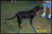 Annabelle- up for adoption in Dallas