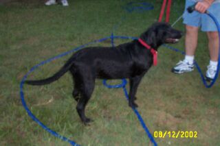 Annabelle- up for adoption in Dallas