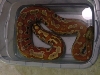 My new female blood