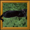 mommacat