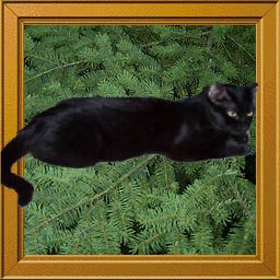 mommacat