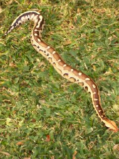 Borneo2