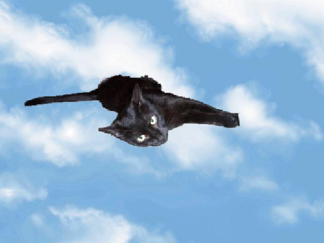 MommaCat