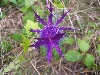Unknown purple wildflower