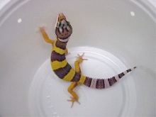 My new Leo Sobek