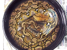 Ambon Retic