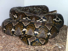 16' Sulawesi