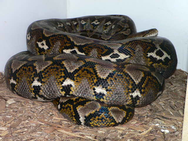 16' Sulawesi
