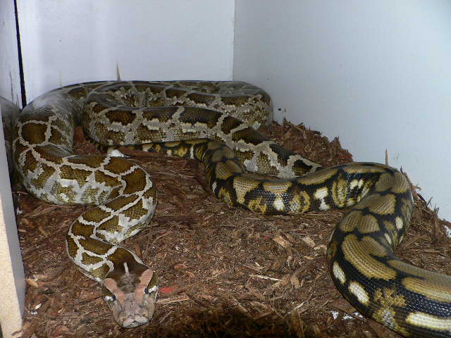 Indian Python