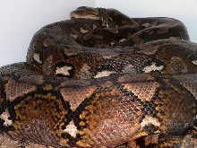Adult Sula