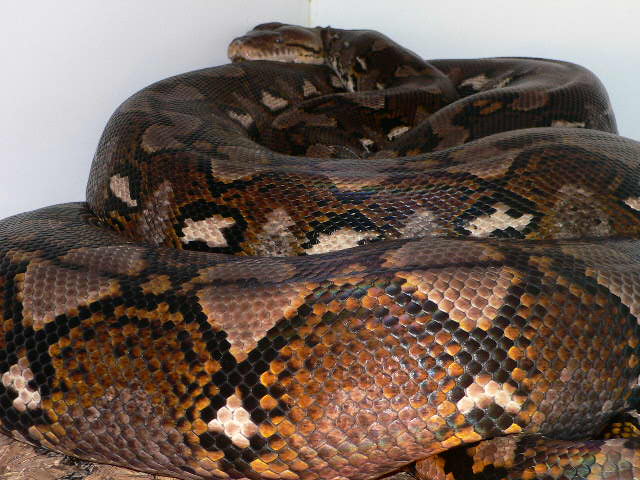 Adult Sula