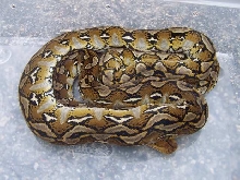 sulawesi Retic