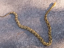 Cool Tiger Het