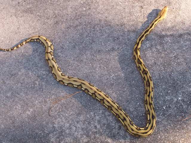 Cool Tiger Het