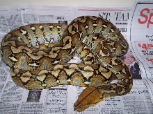 sula