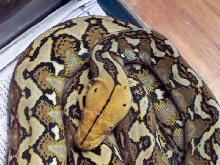 sulawesi #2