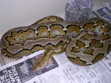 Aberrant Retic