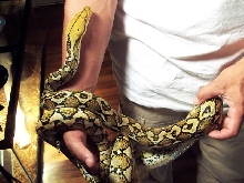 Killer Sulawesi