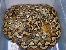 Sulawesi Female