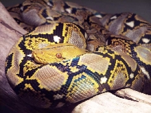 Thai YELLOWhead