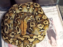 Sulawesi