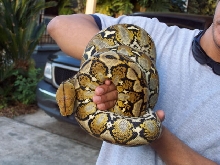 Sulawesi Retic