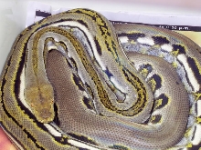Gentetic Stripe Retic