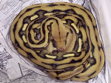Awesome Tiger Het !
