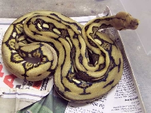 Nice Male Tiger Het