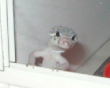 banded gecko