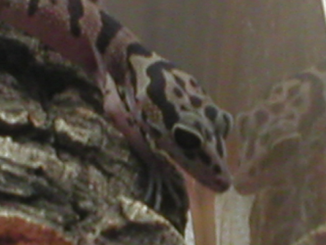 chinese cave gecko