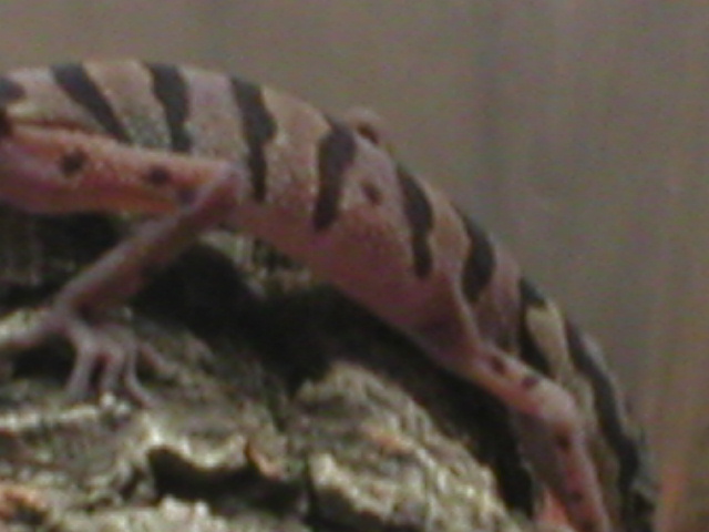chinese cave gecko