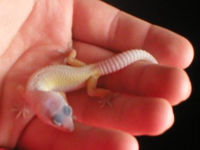 banana blizzard baby