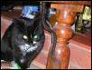 starnge cat