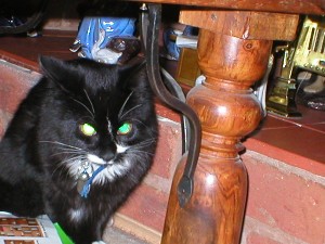 starnge cat
