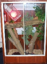 flying gecko viv
