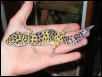 leopard gecko